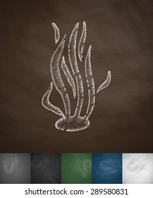algae icon. Hand drawn vector illustration. Chalkboard Design