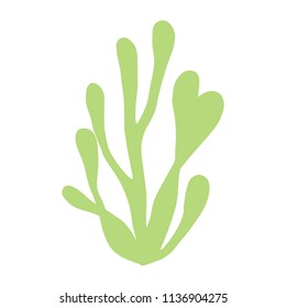 algae isolated hand drawing. marine plant.
