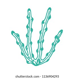 algae isolated hand drawing. on white background.
