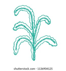algae isolated hand drawing vector. on white background sea plant