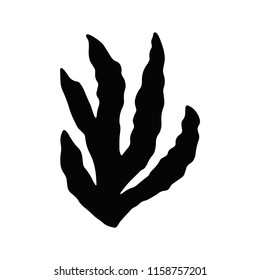 algae isolated object black sea plant