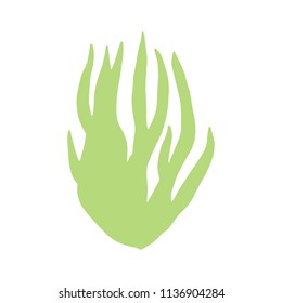 algae leaves isolated hand drawing. on white background vector sea plant