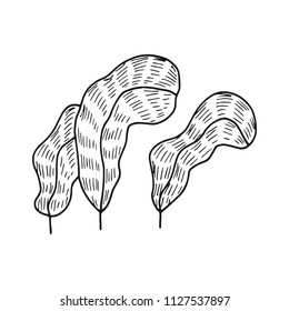 algae leaves. simple sketch vector isolated. black silhouette.