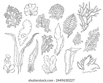 Algae line art, outline vector illustration isolated on white background.