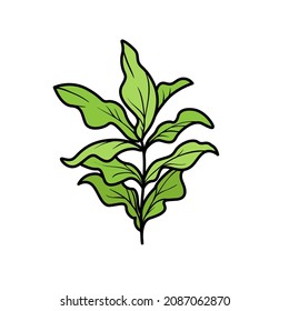Algae with lush leaves color variation for coloring page isolated on white background
