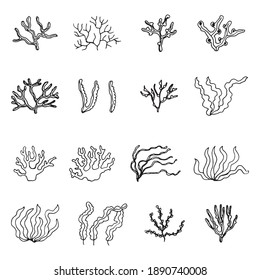 algae marine vector plants. set of sketches