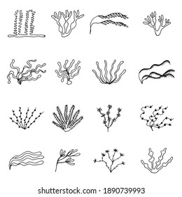 algae marine vector plants sketch set