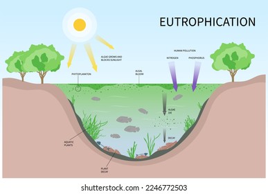 Algae productivity life salt system excess waste plant oxygen depletion marine degradation water quality