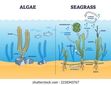 Algae and seagrass biological structure and dioxide exchange process outline diagram. Labeled educational scheme with aquatic plant botanical chloroplast and carbohydrates function vector illustration