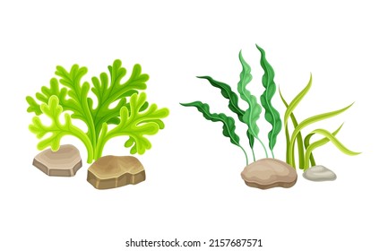 Algae seaweed plants set. Undersea biodiversity flora cartoon vector illustration