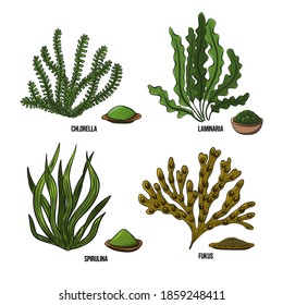 Algae set - chlorella, spirulina, kelp, laminaria, fucus. Green and red edible algae. Black and multi-colored sketch on a white background. Vector hand drawn illustration.