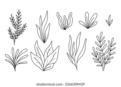 Algae set in doodle style. Algae Collection. Vector illustration. Sea plants.