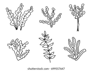 Algae set of hand drawing vector. Sketch illustration