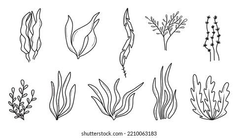 Algae set. Hand drawn collection of colored algae. Sea plants.Vector illustration. Doodle style.