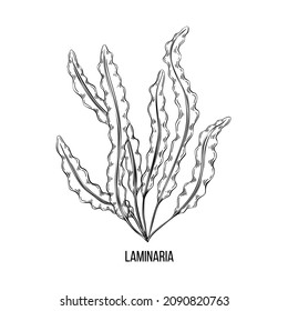 Algae set - laminaria. Green and red edible algae. Black and multi-colored sketch on a white background. Vector hand drawn illustration. Line, ink