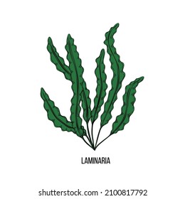 Algae set - laminaria. Green and red edible algae. Black and multi-colored sketch on a white background. Vector hand drawn illustration. Line, ink