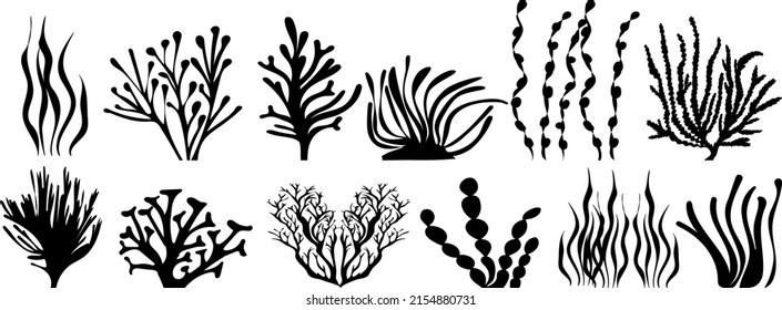 algae set of silhouette, on a white background, isolated, vector