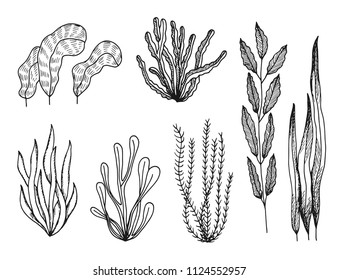 algae set of sketches vector drawings isolated.