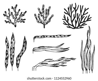 algae set of sketches. vector drawings isolated.