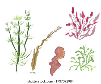 algae set  vector on whitr background seaweed, 