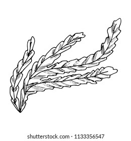 algae sketch. marine plants.