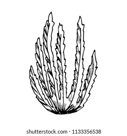 algae sketch. marine plants vector isolated