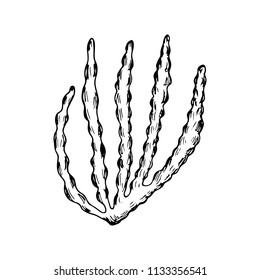 algae sketch. marine plants vector isolated.