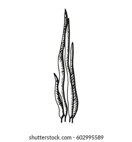 Algae sketch vector illustration isolated
