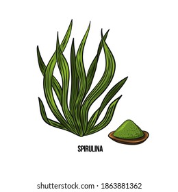 Algae - spirulina. Green and red edible algae. Black line ink sketch on a white background. Vector hand drawn illustration.