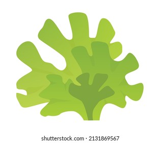 Algae ulva fish is a clump of seaweed, edible algae