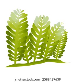 Algae. Underwater flora in the gradient. Can be used environmental projects, promotional materials, textbooks, logos and branding.