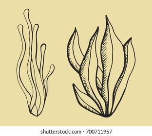 Algae vector. Hand drawing