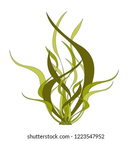 algae vector illustration