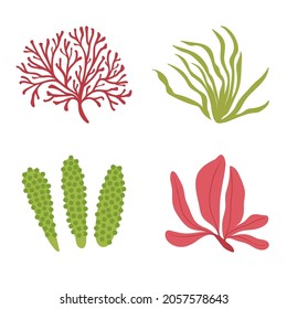 Algae vector set. Aquarium plants, underwater planting. Aquarium, ocean, seaweed algae isolated on white. Cute illustration.