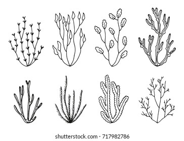 algae vector set. hand drawings isolated