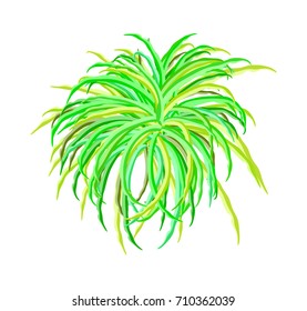 algae vector symbol icon design. Beautiful illustration isolated on white background
