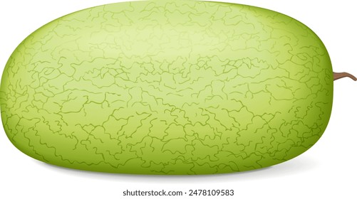 Ali Baba Watermelon. Citrullus lanatus. Fruits and vegetables. Isolated vector illustration.