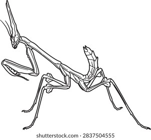 Alien Conehead Mantis Side Profile Line Art Illustration