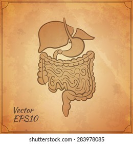 alimentary system vintage vector illustration