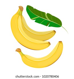 All the banana and leaves isolated on a white background. Vector illustration.