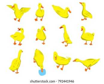 All cute ducks