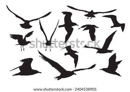 All different images of flying seagulls. Vector images. White background.