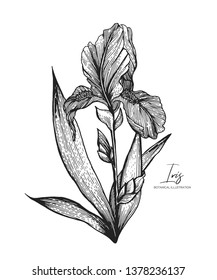 All element isolated. Engraved illustration. Line art. Design elements for wedding invitations, greeting cards, wrapping paper, cosmetics packaging, labels, tags, posters