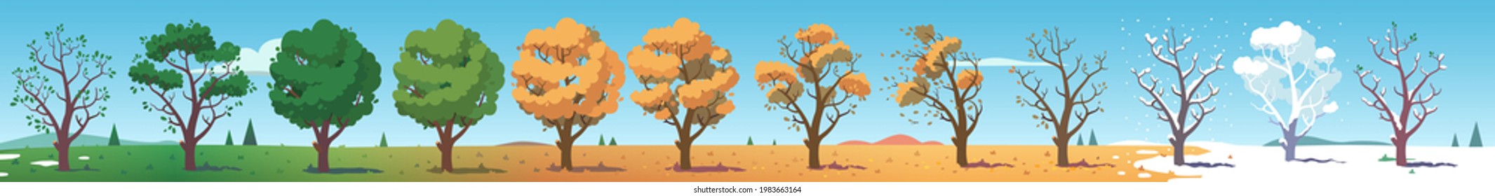 All four seasons tree plant cycle landscape set. Green, yellow foliage leaves crown, bare snow covered branches. Summer, autumn, winter and spring weather flat vector nature illustration design asset