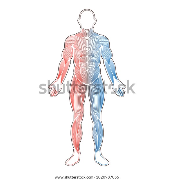 All Human Muscles Silhouette Isolated On Stock Vector (Royalty Free ...