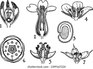 It is all inner part of flower. This image showing a filament, stigma, petal, ovary. In this image showing a bassellaceae and caryophyllaceae oeder, vintage line drawing or engraving illustration.