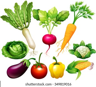 All kind of vegetables illustration