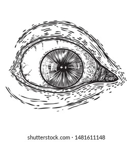 All seeing eye symbol element variation. Alchemy, religion, spirituality and occultism tattoo ink art. Vision of providence and conspiracy theory. Hand drawing in flash tattoo style artwork. Vector.