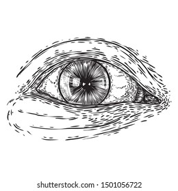 All seeing eye symbol element variation. Alchemy, religion, spirituality and occultism tattoo ink art. Vision of providence and conspiracy theory. Hand drawing in flash tattoo style artwork. Vector.