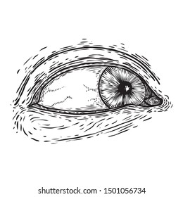 All seeing eye symbol element variation. Alchemy, religion, spirituality and occultism tattoo ink art. Vision of providence and conspiracy theory. Hand drawing in flash tattoo style artwork. Vector.